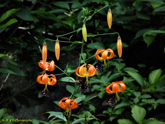 {Lilium superbum}